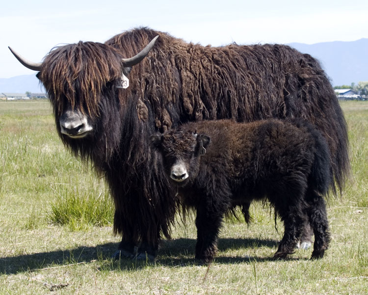 yak cow and calf N023 Spring Brook Ranch